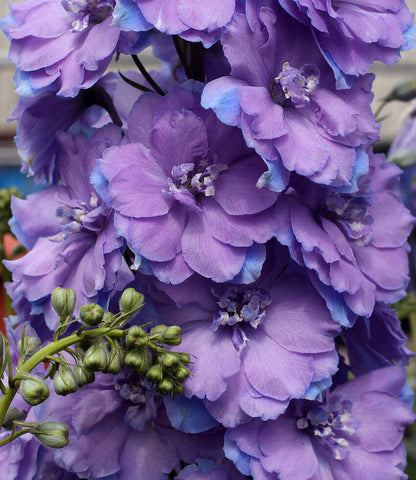 Delphinium elatum - Morning Lights Annie's Annuals Annie's Annuals and Perennials