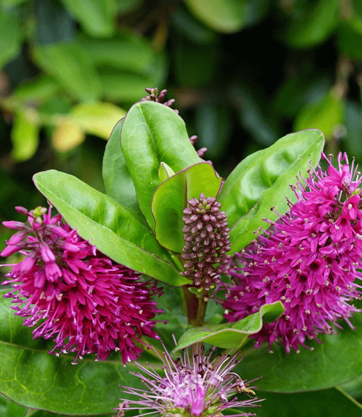 Hebe speciosa