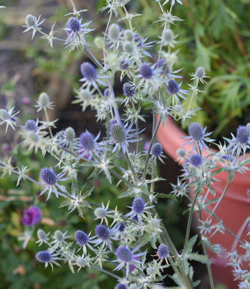 Eryngium planum - Blue Glitter Annie's Annuals Annie's Annuals and Perennials