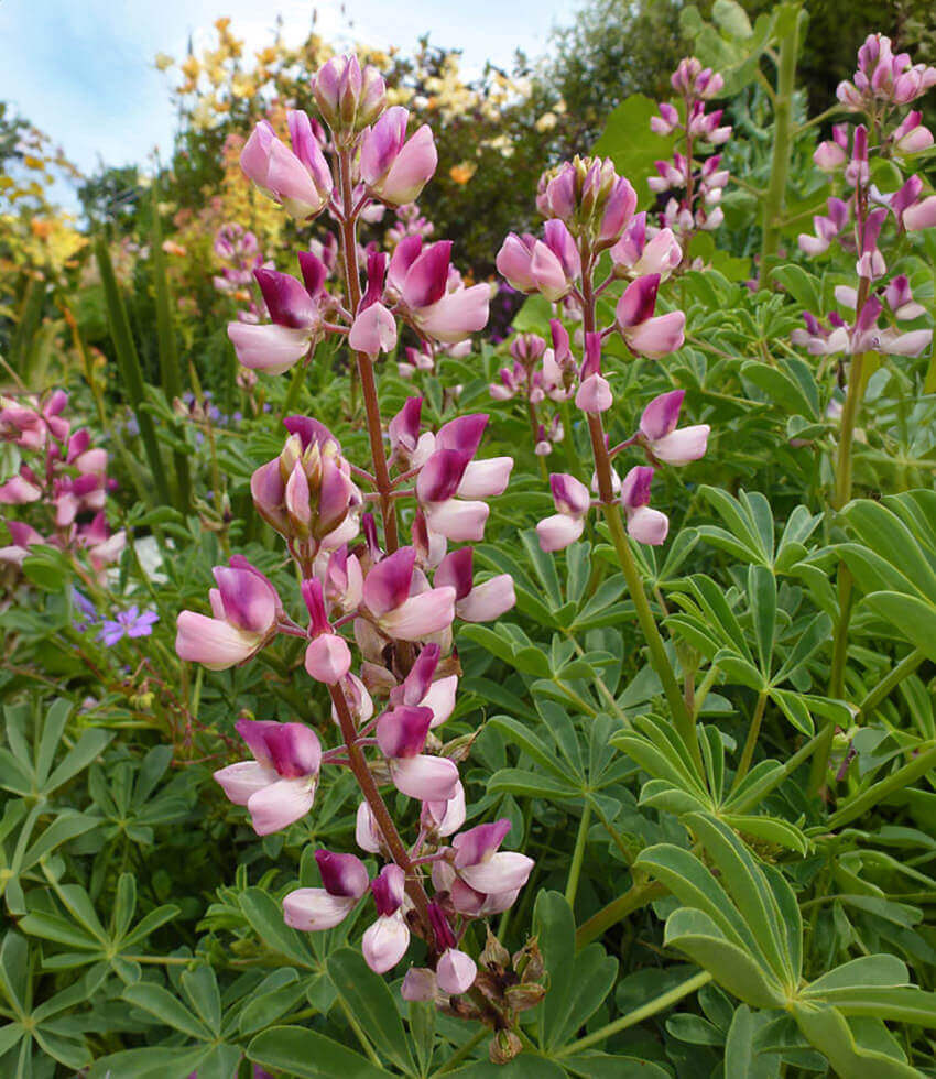 Lupinus succulentus - Arroyo Lupine Annie's Annuals Annie's Annuals and Perennials