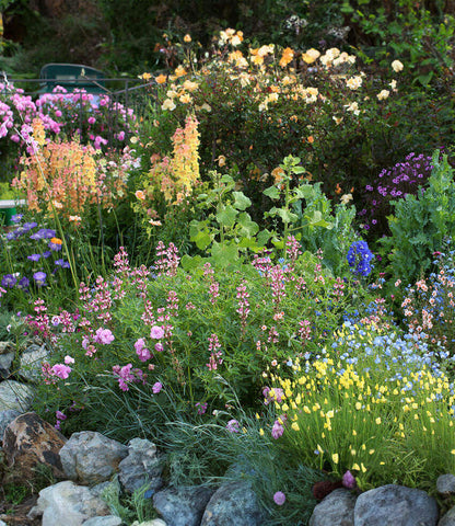 Lupinus succulentus - Arroyo Lupine Annie's Annuals Annie's Annuals and Perennials