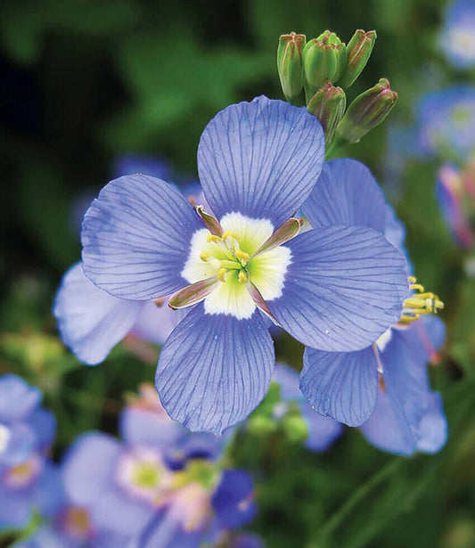 Heliophila longifolia