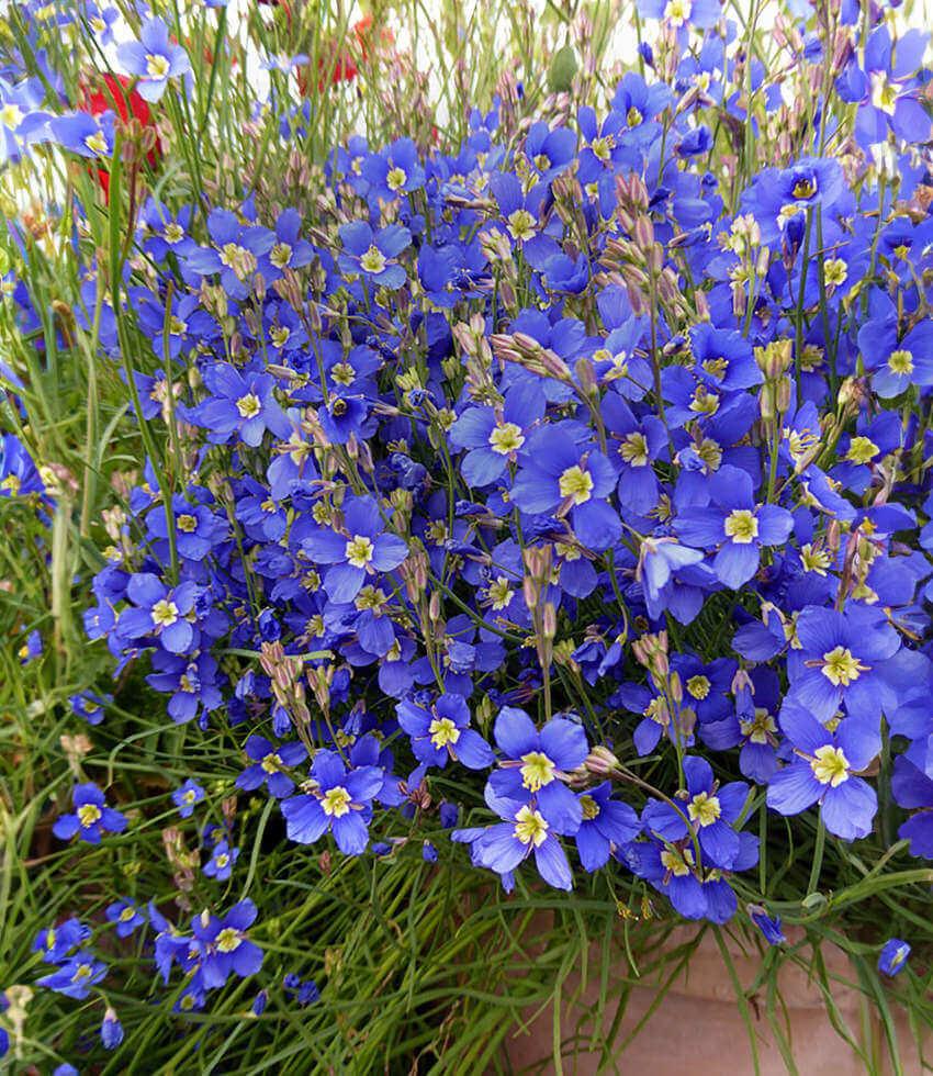 Heliophila longifolia Annie's Annuals Annie's Annuals and Perennials