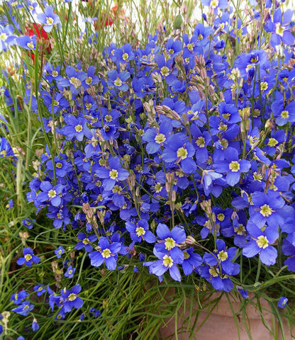 Heliophila longifolia Annie's Annuals Annie's Annuals and Perennials