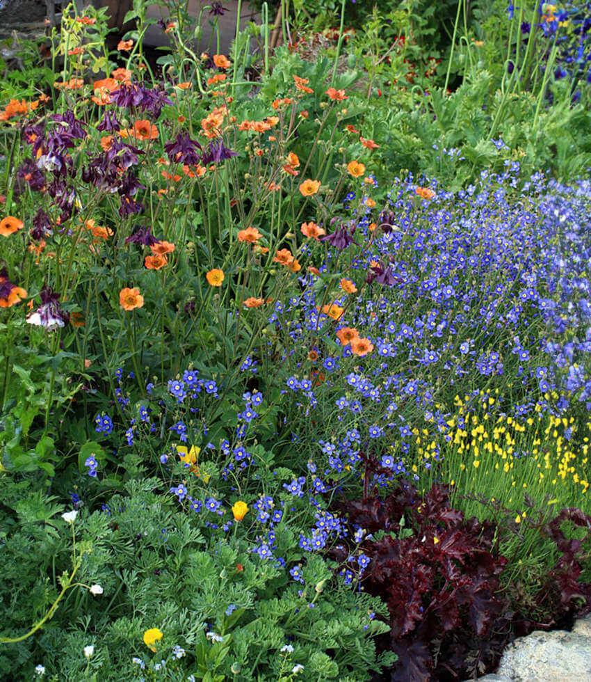 Heliophila longifolia Annie's Annuals Annie's Annuals and Perennials