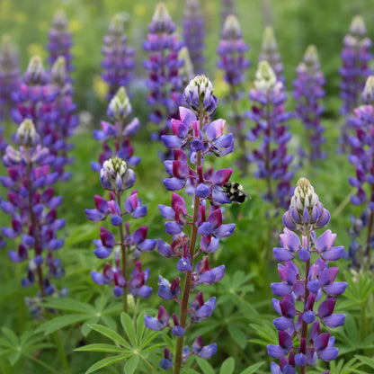 Lupinus succulentus - Arroyo Lupine Annie's Annuals Annie's Annuals and Perennials
