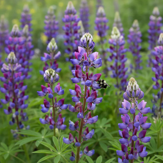 Lupinus succulentus - Arroyo Lupine Annie's Annuals Annie's Annuals and Perennials