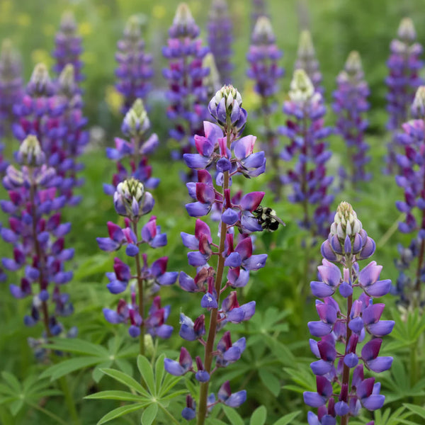 succulent lupine Lupinus succulentus