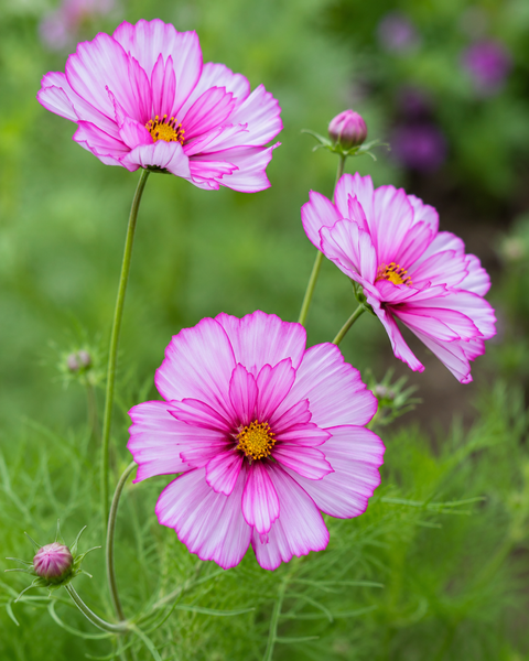 Cosmos 'Fizzy Rose Picotee' | Ruffled Picotee Cosmos | Annie's