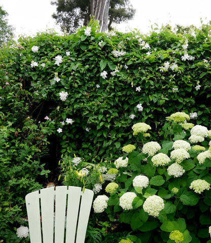 Mandevilla laxa - Chilean Jasmine Annie's Annuals Annie's Annuals and Perennials