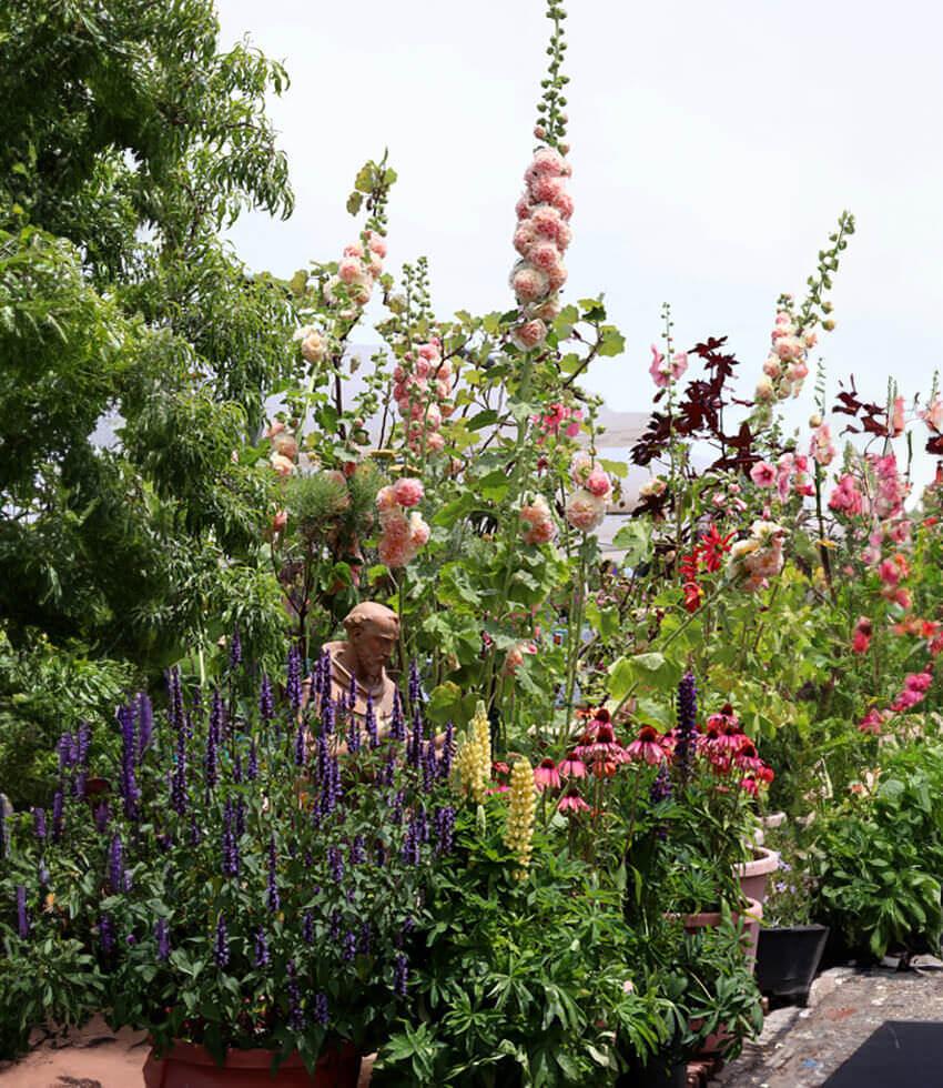 Hollyhock (Alcea Rosea) - Double Apricot Annie's Annuals Annie's Annuals and Perennials