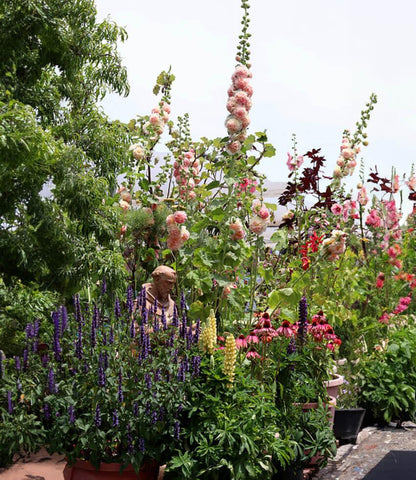 Hollyhock (Alcea Rosea) - Double Apricot Annie's Annuals Annie's Annuals and Perennials