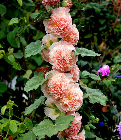 Hollyhock (Alcea Rosea) - Double Apricot Annie's Annuals Annie's Annuals and Perennials