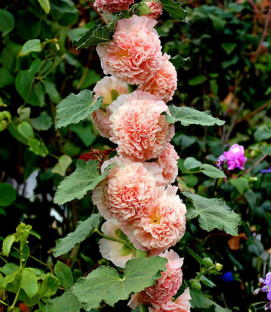 Hollyhock (Alcea Rosea) - Double Apricot Annie's Annuals Annie's Annuals and Perennials