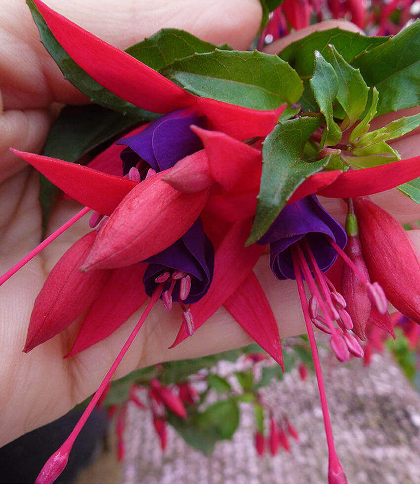Fuchsia - Mendonoma Belle Annie's Annuals Annie's Annuals and Perennials