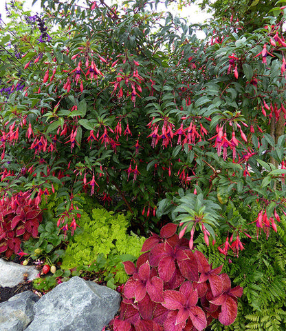 Fuchsia - Mendonoma Belle Annie's Annuals Annie's Annuals and Perennials