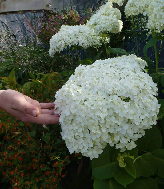 Hydrangea arborescens - Annabelle