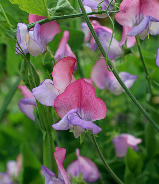 Lathyrus odoratus - Enchante Annie's Annuals Annie's Annuals and Perennials