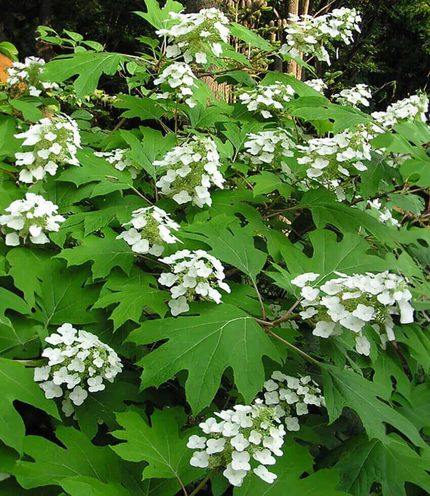 Hydrangea quercifolia - Pee Wee Annie's Annuals Annie's Annuals and Perennials