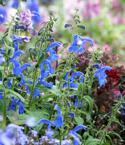 Salvia patens Annie's Annuals Annie's Annuals and Perennials