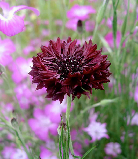 Centaurea cyanus - Black Gem Annie's Annuals Annie's Annuals and Perennials