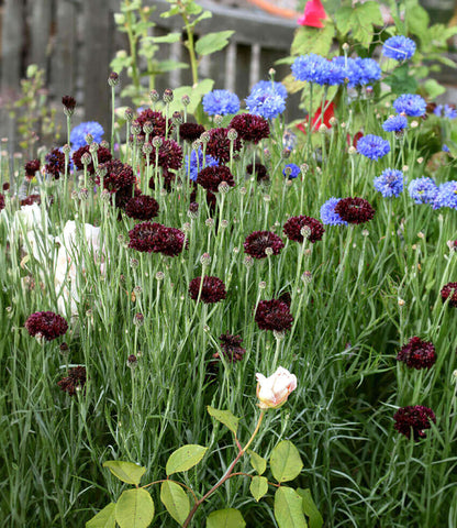 Centaurea cyanus - Black Gem Annie's Annuals Annie's Annuals and Perennials