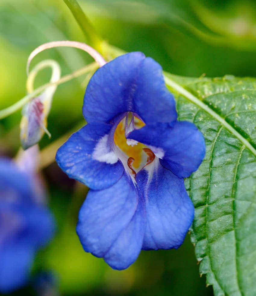 Impatiens Namchabarwensis - Blue Diamond Impatiens Annie's Annuals Annie's Annuals and Perennials