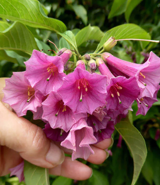 Perennials & Biennials – Page 9 – Annie's Annuals & Perennials