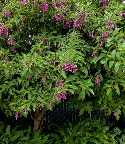 Iochroma - Princess Annie's Annuals Annie's Annuals and Perennials