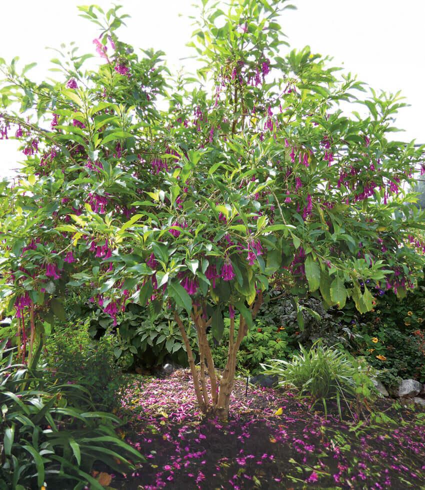 Iochroma - Princess Annie's Annuals Annie's Annuals and Perennials