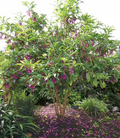 Iochroma - Princess Annie's Annuals Annie's Annuals and Perennials
