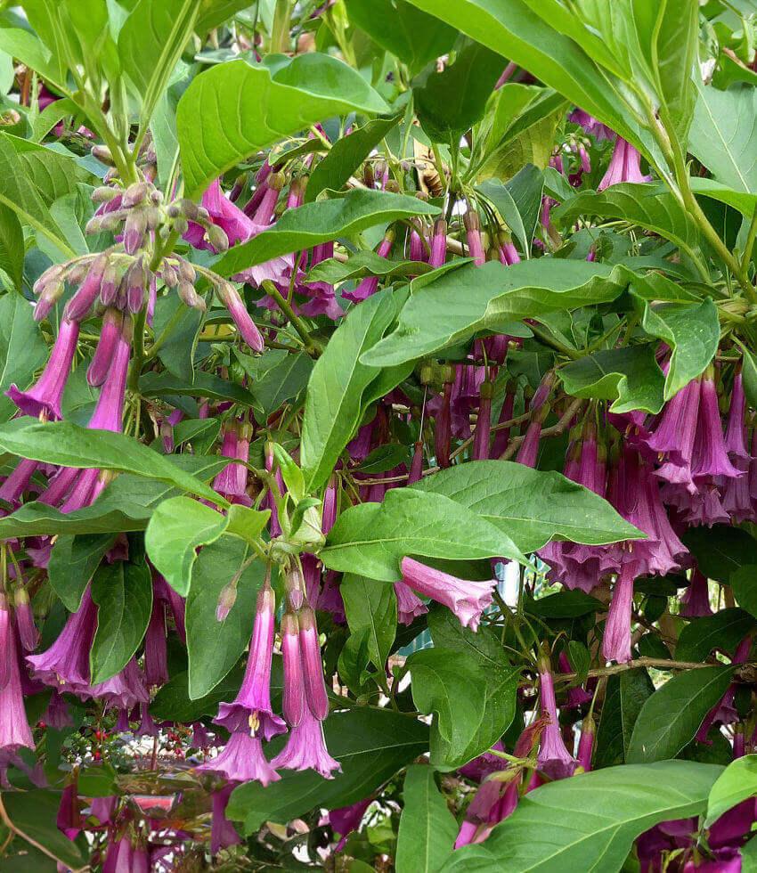 Iochroma - Princess Annie's Annuals Annie's Annuals and Perennials
