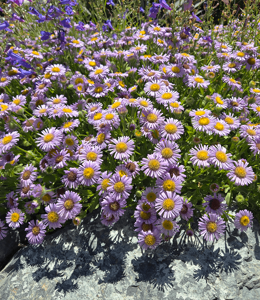 Erigeron glaucus - Cape Sebastian Annie's Annuals Annie's Annuals and Perennials