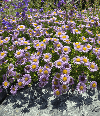 Erigeron glaucus - Cape Sebastian Annie's Annuals Annie's Annuals and Perennials