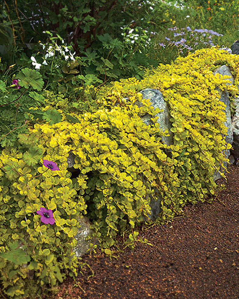 Lysimachia nummularia - Aurea Golden Pennywort Annie's Annuals Annie's Annuals and Perennials