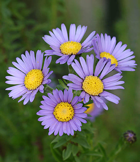 Felicia echinata Annie's Annuals Annie's Annuals and Perennials