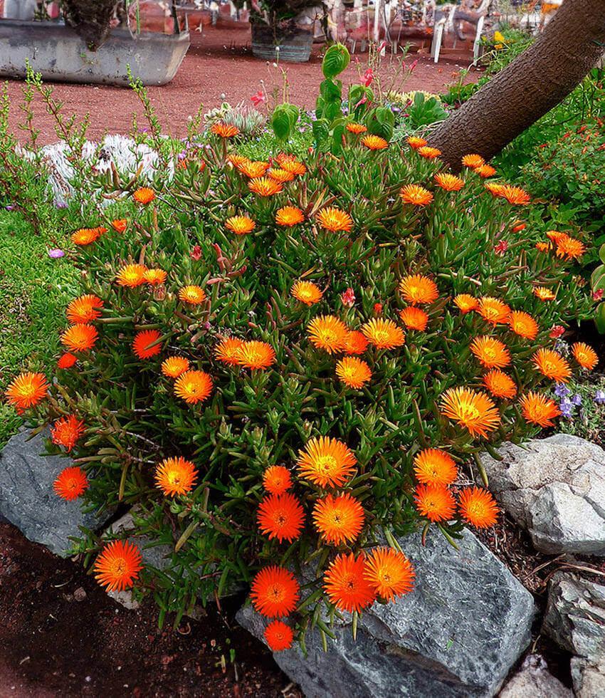 Lampranthus aureus - Orange Form Annie's Annuals Annie's Annuals and Perennials