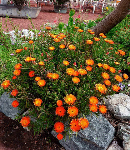 Lampranthus aureus - Orange Form Annie's Annuals Annie's Annuals and Perennials