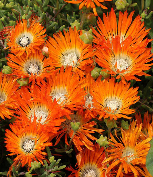 Lampranthus aureus - Orange Form Annie's Annuals Annie's Annuals and Perennials