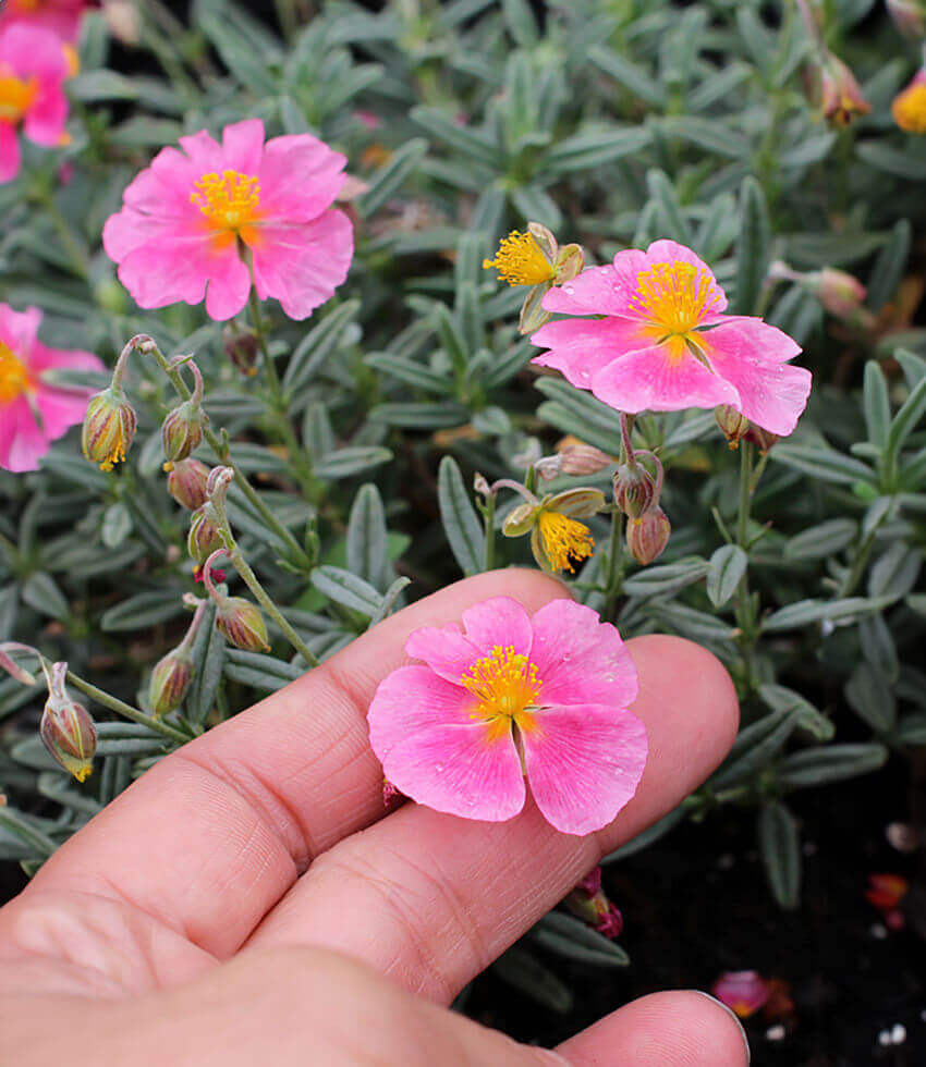 Helianthemum nummularium - Belgravia Rose Annie's Annuals Annie's Annuals and Perennials