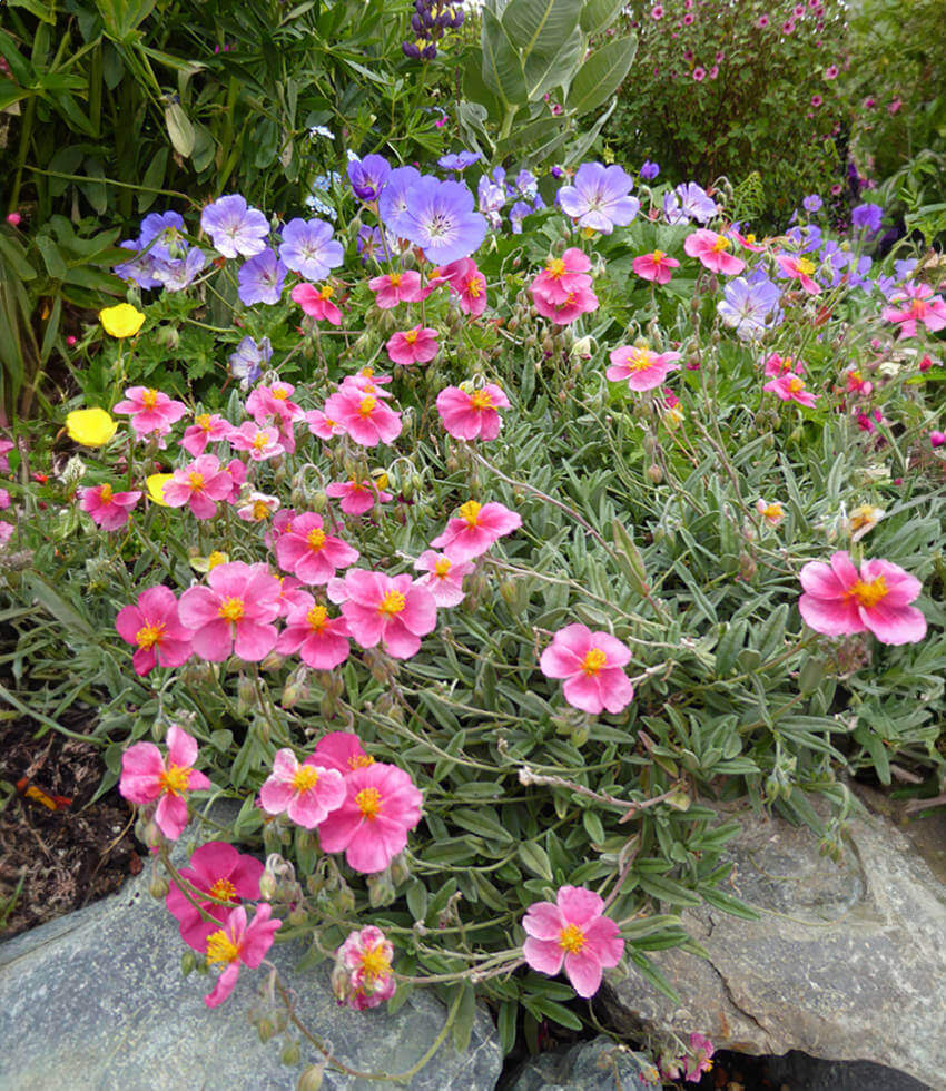 Helianthemum nummularium - Belgravia Rose Annie's Annuals Annie's Annuals and Perennials
