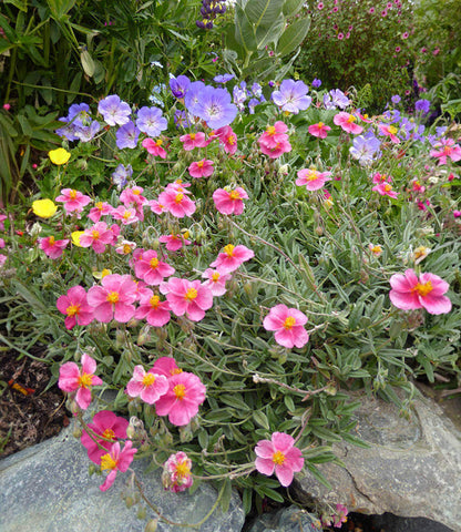 Helianthemum nummularium - Belgravia Rose Annie's Annuals Annie's Annuals and Perennials