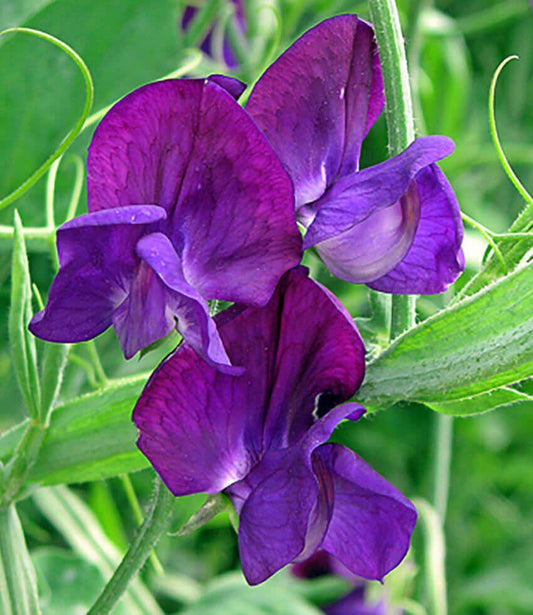 Lathyrus odoratus - Lord Nelson