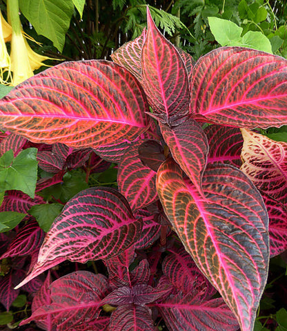 Iresine herbstii - Brilliantissima Annie's Annuals Annie's Annuals and Perennials