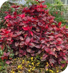 Iresine herbstii - Brilliantissima Annie's Annuals Annie's Annuals and Perennials