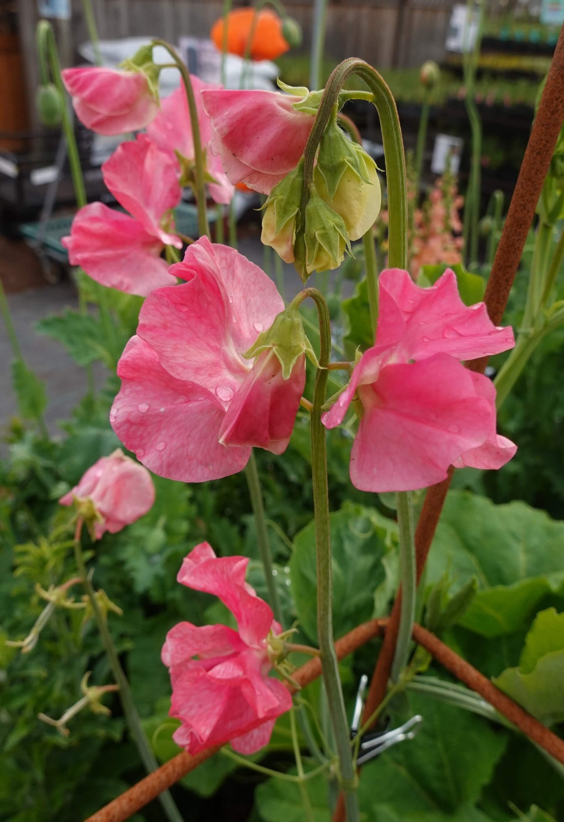 sweet pea succulent Lathyrus odoratus 'Watermelon' | Pink Sweet Pea
