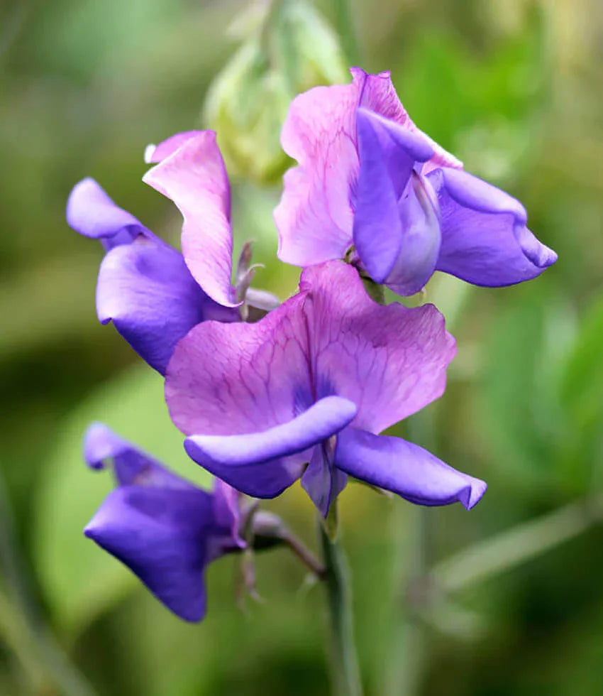 Lathyrus odoratus x belinensis - Erewhon Annie's Annuals Annie's Annuals and Perennials