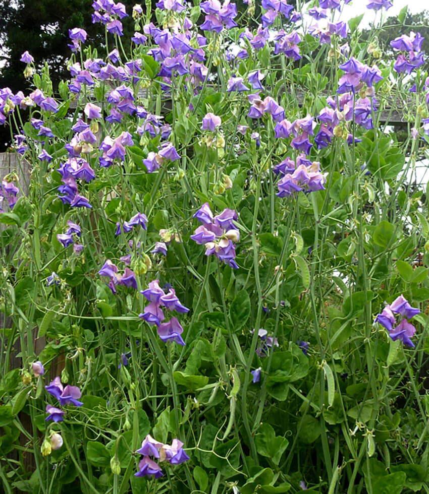 Lathyrus odoratus x belinensis - Erewhon Annie's Annuals Annie's Annuals and Perennials