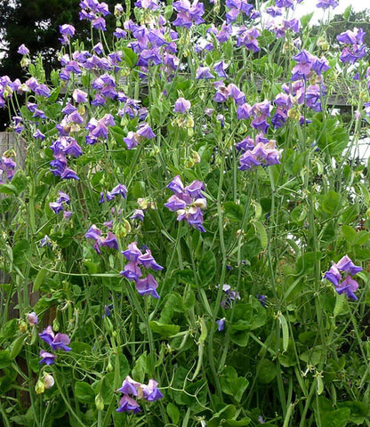Lathyrus odoratus x belinensis - Erewhon Annie's Annuals Annie's Annuals and Perennials