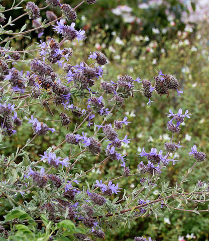 Salvia Clevelandii - Winifred Gilman Annie's Annuals Annie's Annuals and Perennials